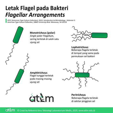 Mengenal Morfologi Bentuk Sel Koloni Dan Flagella Pada Bakteri Atlm - Riset