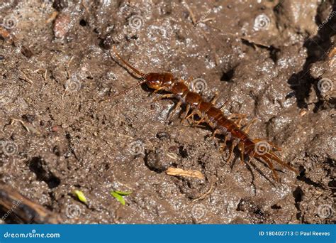 Stone Centipede Genus Lithobius Stock Image Image Of Organism