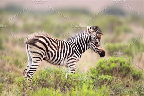Plains Zebra Equus Quagga High Quality Animal Stock Photos