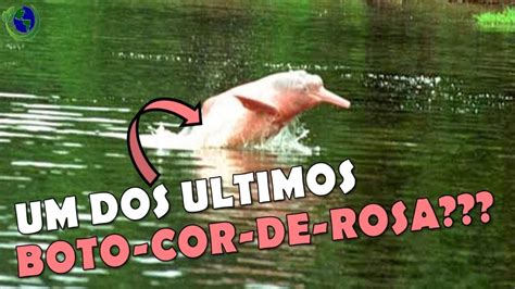 Boto Cor De Rosa Esta Em Extinção