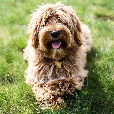 F1 golden doodles typically have straight to wavy coats, whereas f1b golden doodles end up on the curlier side of the spectrum. Frankie the Labradoodle puppy @lil_frankie_stallone. 6 ...