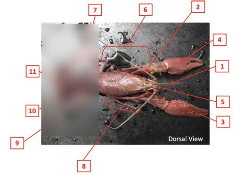 Biology 1107 Lab 7 Crayfish External Anatomy Anterior Diagram Quizlet