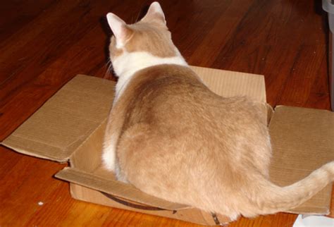 This male scottish fold, who lives in japan, stalks an empty box, then slides into it. Fat Cat in the Box: sort of by customfairywings on DeviantArt