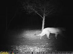 Cougar Sightings In Wisconsin 2023