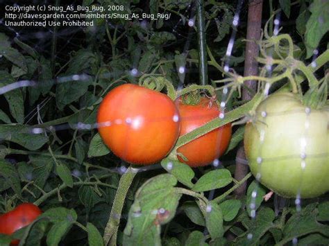Plantfiles Pictures Tomato Supertasty Lycopersicon Lycopersicum 1