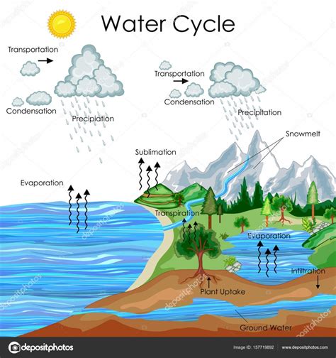 Water Cycle Diagram Vector Download Free Vectors