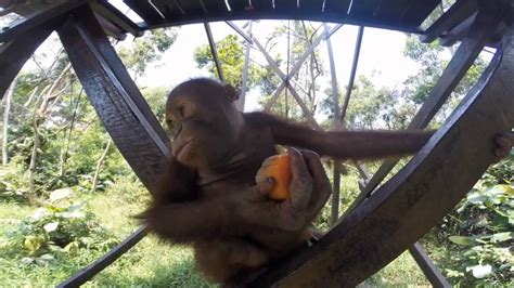 Rescued Baby Orangutans Enjoy A Treat On International Orangutan Day