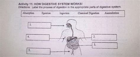 Activity 11 How Digestive System Works Directions Label The Process