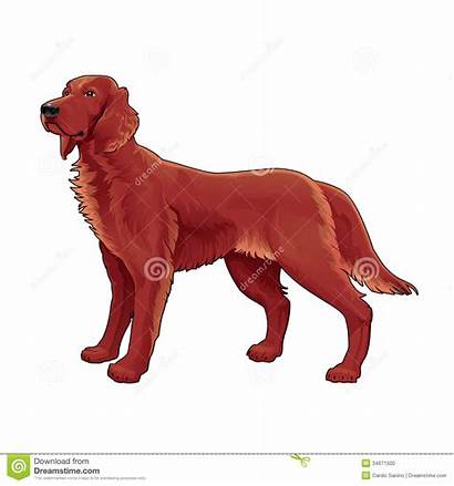 Setter Irish Clipart Dog Vector Isolated Clipground