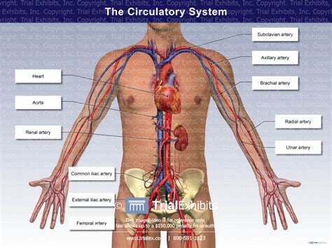 The Circulatory System Trialexhibits Inc