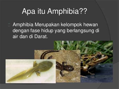 Gambar Mengenal Hewan Amphibi Media Informasi Pengetahuan Hidup Darat