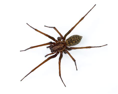 House Spider Pest Library Burns Pest Elimination