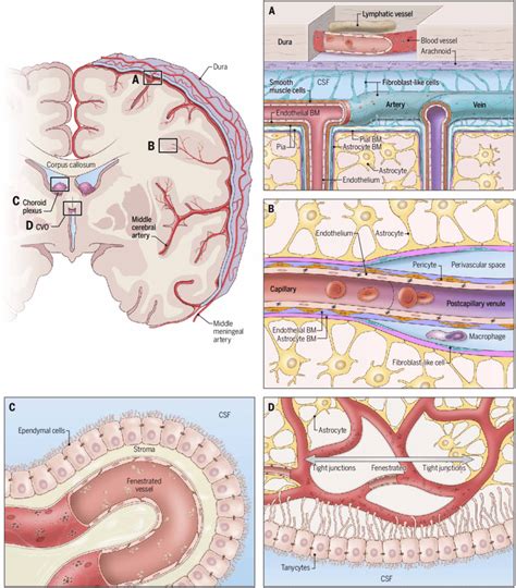 Structural Variations In The Anatomy Of Cerebrovascular Barriers
