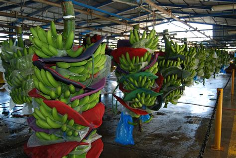 There are 19 banana plantation for sale on etsy, and they cost 26,26 $ on average. Shore Excursion: Banana Plantation, Scenic Drive ...