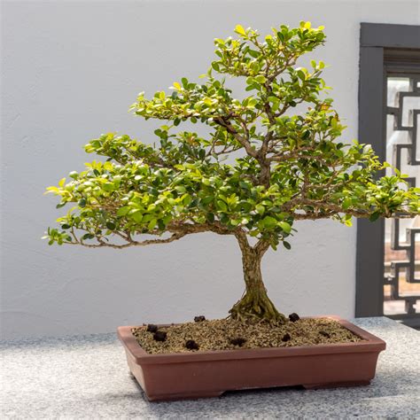Bonsai Tree Care Boxwood