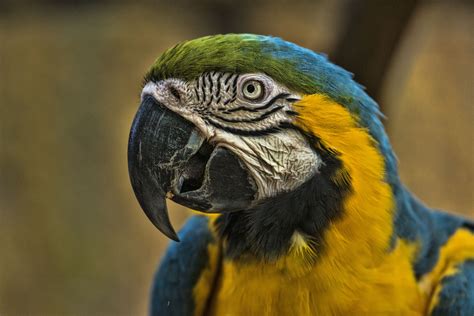 Blue and gold macaws (ara ararauna) for sale, also known as a blue and yellow macaw are intelligent and sociable birds. Types of Macaws to Consider as a Pet