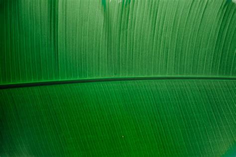 Banana Leaf Texture Stock Photos Pictures And Royalty Free Images Istock