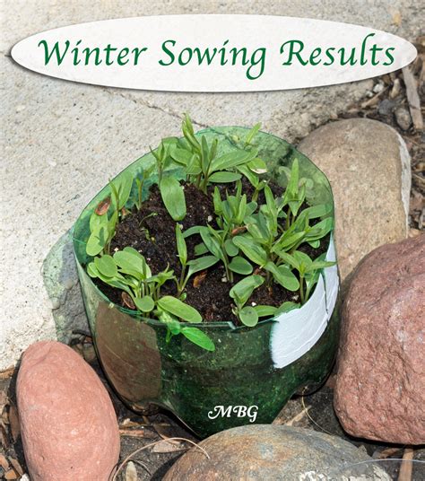 Milkweed seeds native to your specific ecoregion. Winter Sowing Milkweed Seeds Part 3: Spring Your Seedlings