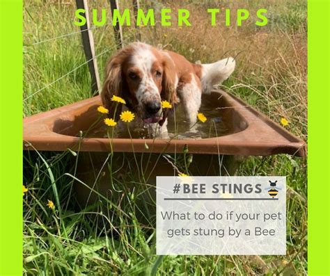 But for the first 30 minutes you really need to. Summer Tips - Bee Stings - New Plymouth Vet Group