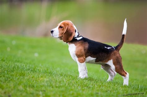 Beagle Dog Passions For Life