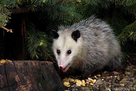 Opossums Mammals Of Missouri · Inaturalist