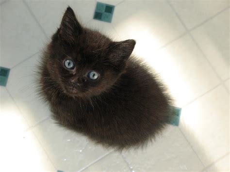 I love black cats, have three of my own, and hope that whatever. The Cat's Meow: Feral baby cats