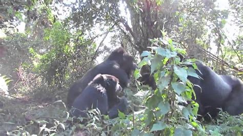 Wild Silverback Gorilla Fight In Bwindi Youtube