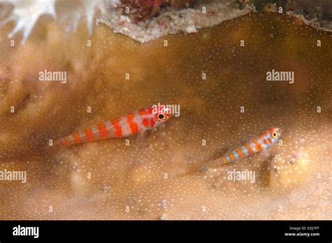 Candycane Pygmy Goby Trimma Cana Hi Res Stock Photography And Images