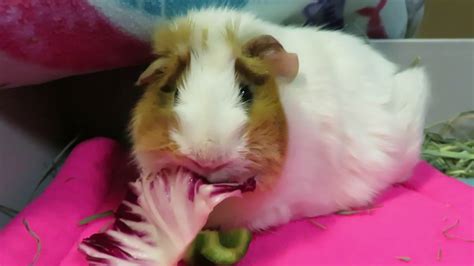 Guinea Pig With Bladder Stones Youtube