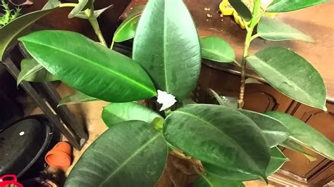 Early spring is typically the best time to repot your rubber tree. Rubber tree plant snip - YouTube