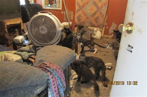 Shelter Rescues 85 Cats From ‘deplorable Conditions In Condemned Home
