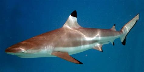 Video Ten Blacktip Reef Sharks Found At Phi Phi Island