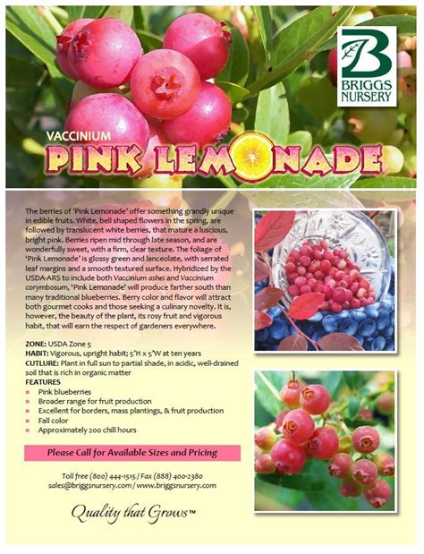 Check Out These Sweet And Tart Pink Blueberries Fruit Trees In