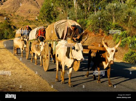 Caravan Of Bullock Carts Madagascar Africa Stock Photo Alamy