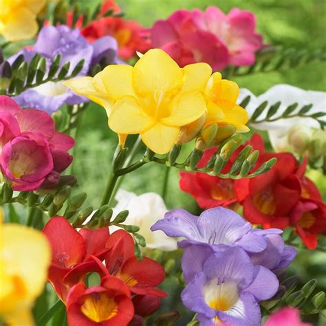 Single Freesia Mix American Meadows