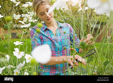 Cutting Flowers In Garden Hi Res Stock Photography And Images Alamy