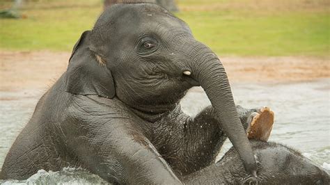 Baby Elephant Playing In Water Playing Elephant Baby Water