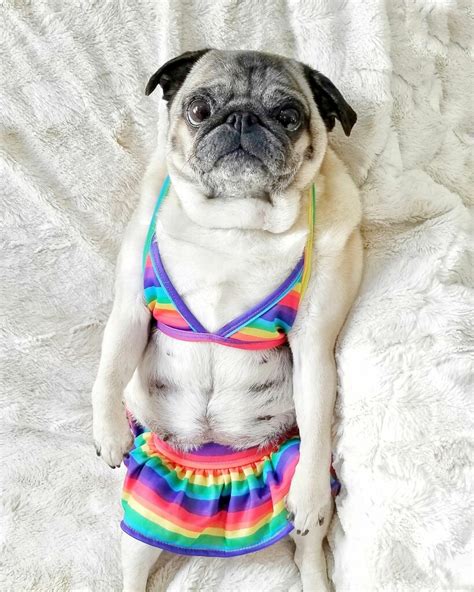 Eleanor Is Gearing Up For Hot Pug Summer🌞 R Pugs