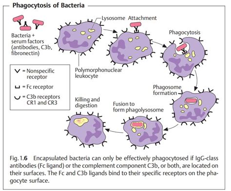 Stratégies de l'immunité spécifique et non spécifique | BioEduc
