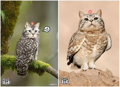 Meowls Cat Heads Placed On Owl Bodies Hybrid Cat Cats Owl