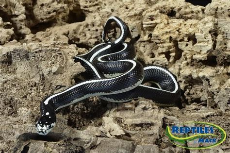 Black And White Striped Ca King Snakes For Sale At Reptiles By Mack