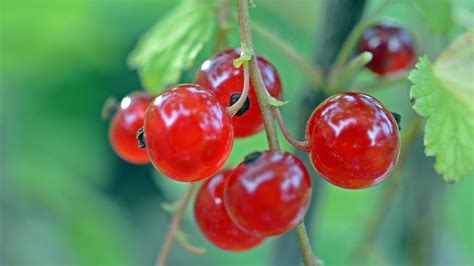 Currant Fruit Berry Red Free Photo On Pixabay Pixabay