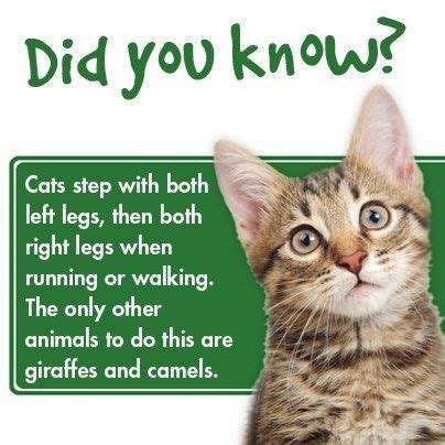 Here's a fact about kittens that might make you jealous. #Love Of Everything Science Cat Fact | Cat facts, Cats