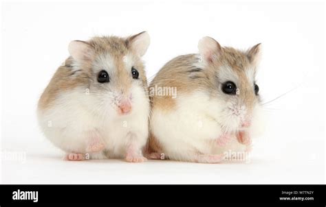 Roborovski Hamsters Cut Out Stock Images And Pictures Alamy