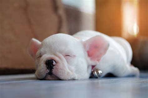 French Bulldog Puppies Everything You Need To Know The Dog People By
