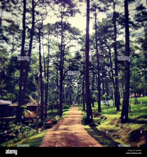 Walking Path In Pine Forest Thailand Stock Photo Alamy