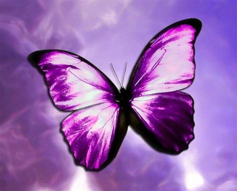 Purple Butterflies ♡ Butterflies Photo 35243884 Fanpop
