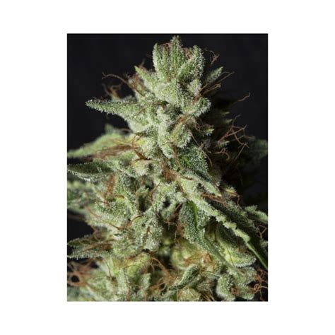 Gorilla Candy Weed Strain By Eva Female Seeds Growers Domain