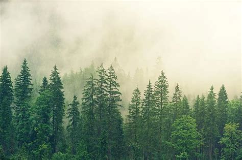 Fog Coniferous Forest Spruce Forest Green Colourless Nature Tree