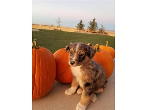 Find reputable aussiepoo breeders here. Standard Aussie Puppies ready for new homes in Cheyenne ...